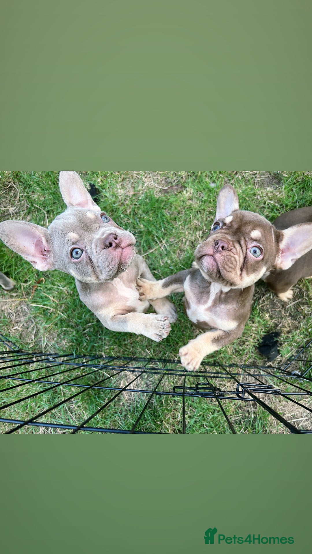 French Bulldog dogs for sale: 5* beautiful French bulldogs left ready to go 🏡 - Image 1