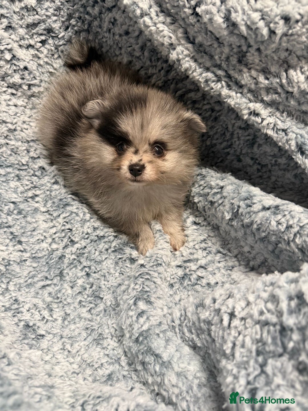 Pomeranian dogs for sale: Puppies Ready for new homes  - Advert 6