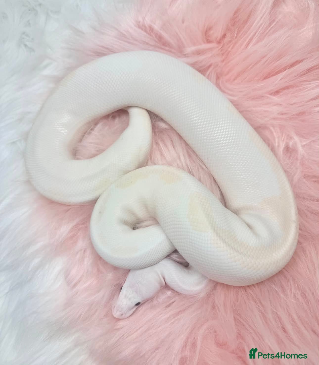 Python Snake reptiles Stunning white Royal Ball Python female  - Advert 18