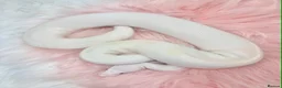 Python Snake reptiles for sale: Stunning white Royal Ball Python female  - Advert 1