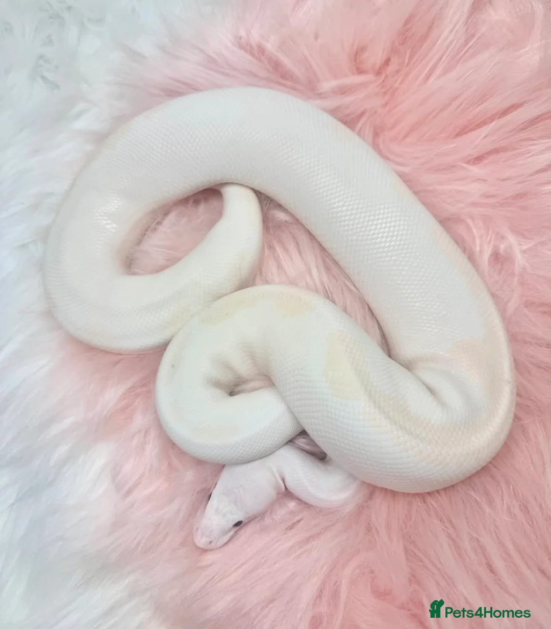 Python Snake reptiles for sale: Stunning white Royal Ball Python female  - Advert 1
