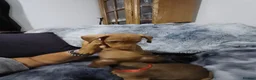Dachshund dogs for sale: Dachshund  - Advert 4