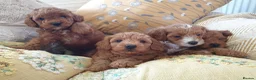 Maltipoo dogs for sale: F1bb Cotonoodle, health tested parents red apricot - Advert 10