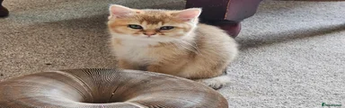 British Shorthair 2