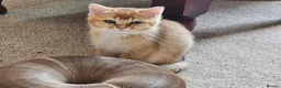 British Shorthair cats for sale: Stunning Purebred Golden BSH Kittens - Advert 4