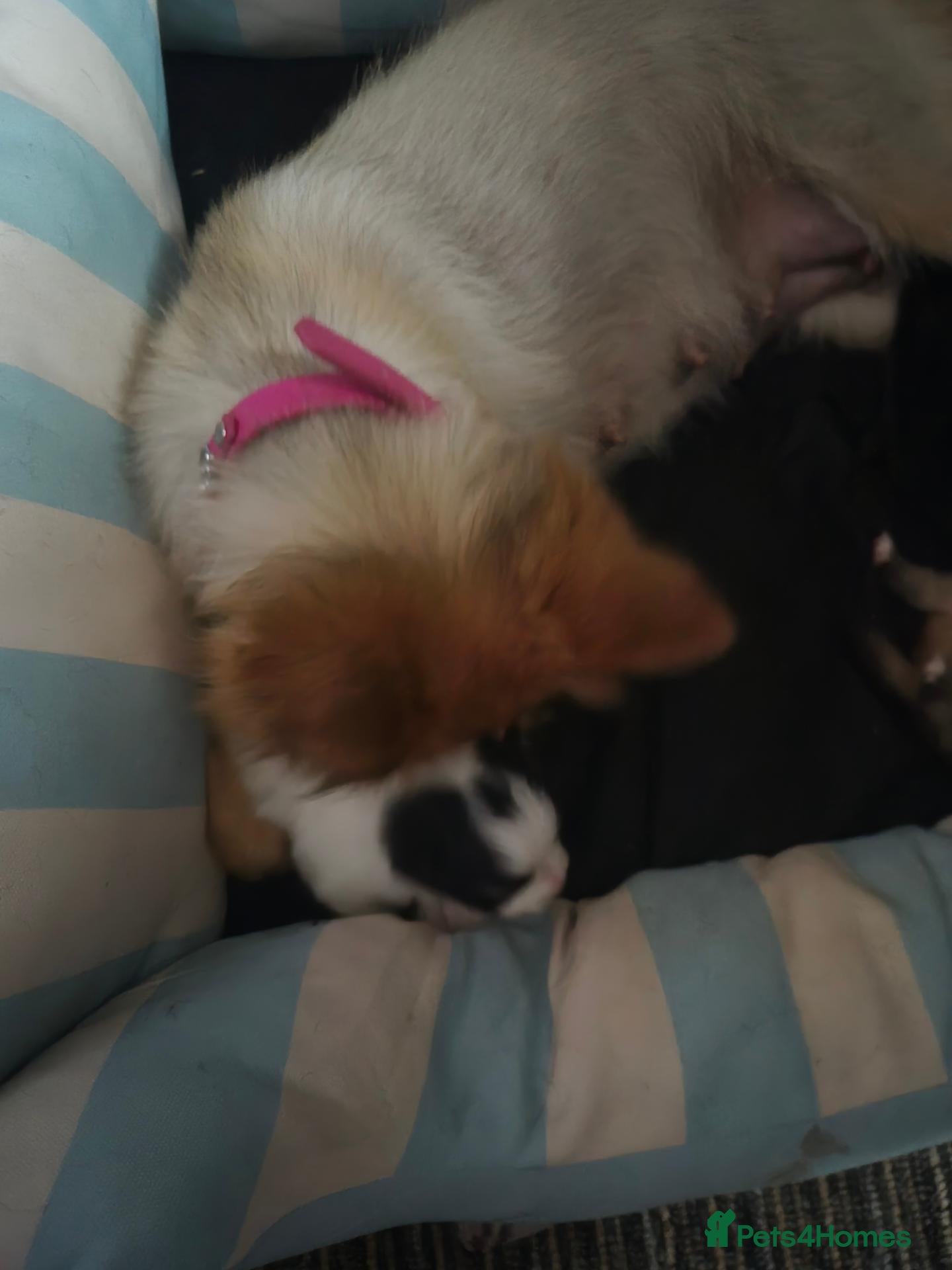 Pomeranian dogs 2 female pomeranian puppies  - Advert 5