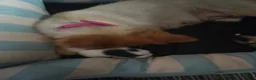 Pomeranian dogs for sale: 2 female pomeranian puppies  - Advert 1