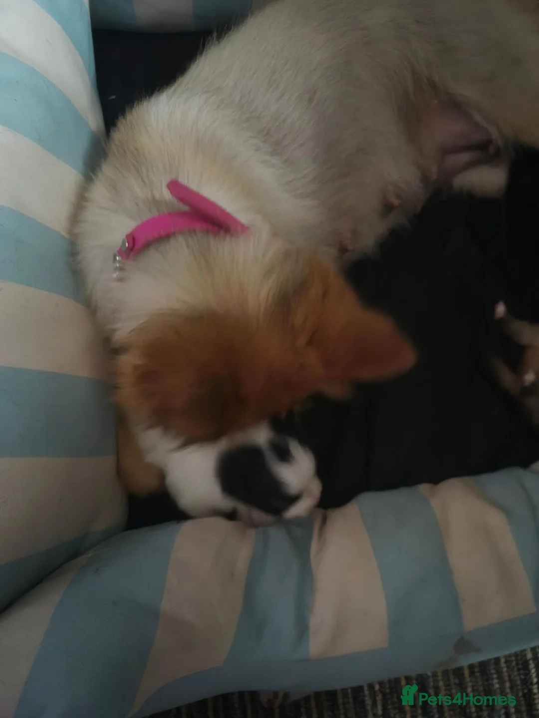 Pomeranian dogs for sale: 2 female pomeranian puppies  - Advert 1