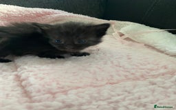 Mixed Breed cats for sale: 6 adorable kittens  - Image 8