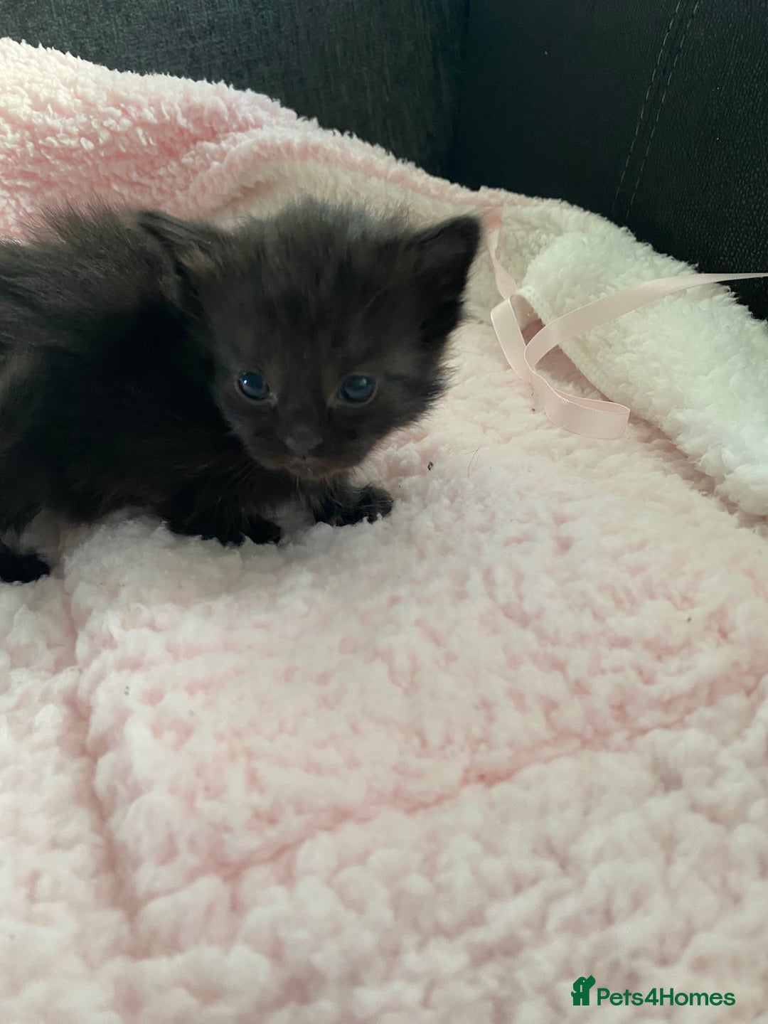 Mixed Breed cats for sale: 6 adorable kittens  - Image 8