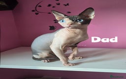 Sphynx cats for sale: Blue Eyes sphynx kittens GCCF and TICA  - Image 10