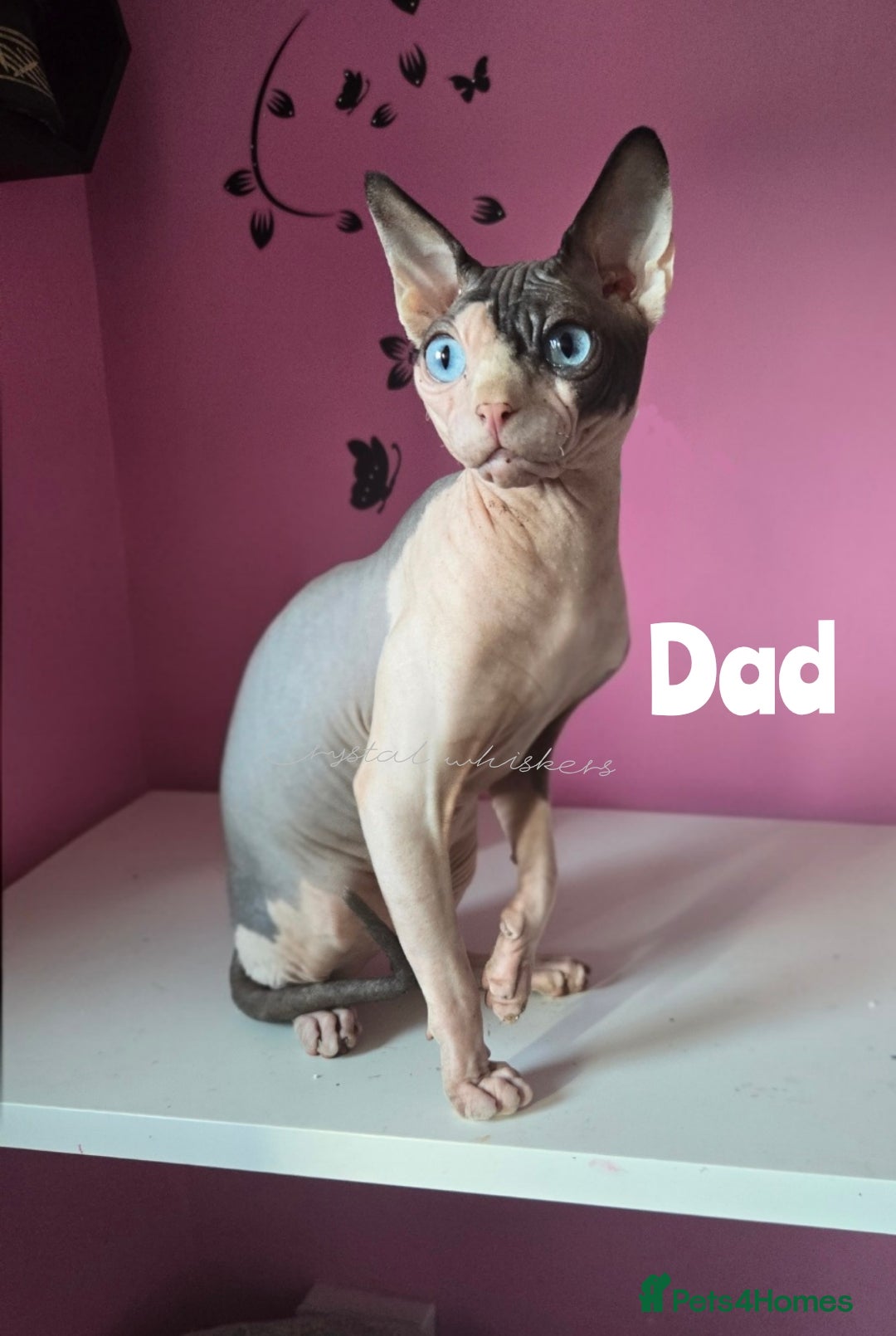 Sphynx cats for sale: Blue Eyes sphynx kittens GCCF and TICA  - Image 10