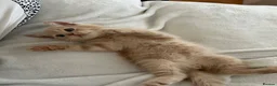 Mixed Breed cats for sale: half persian kittens - Advert 5