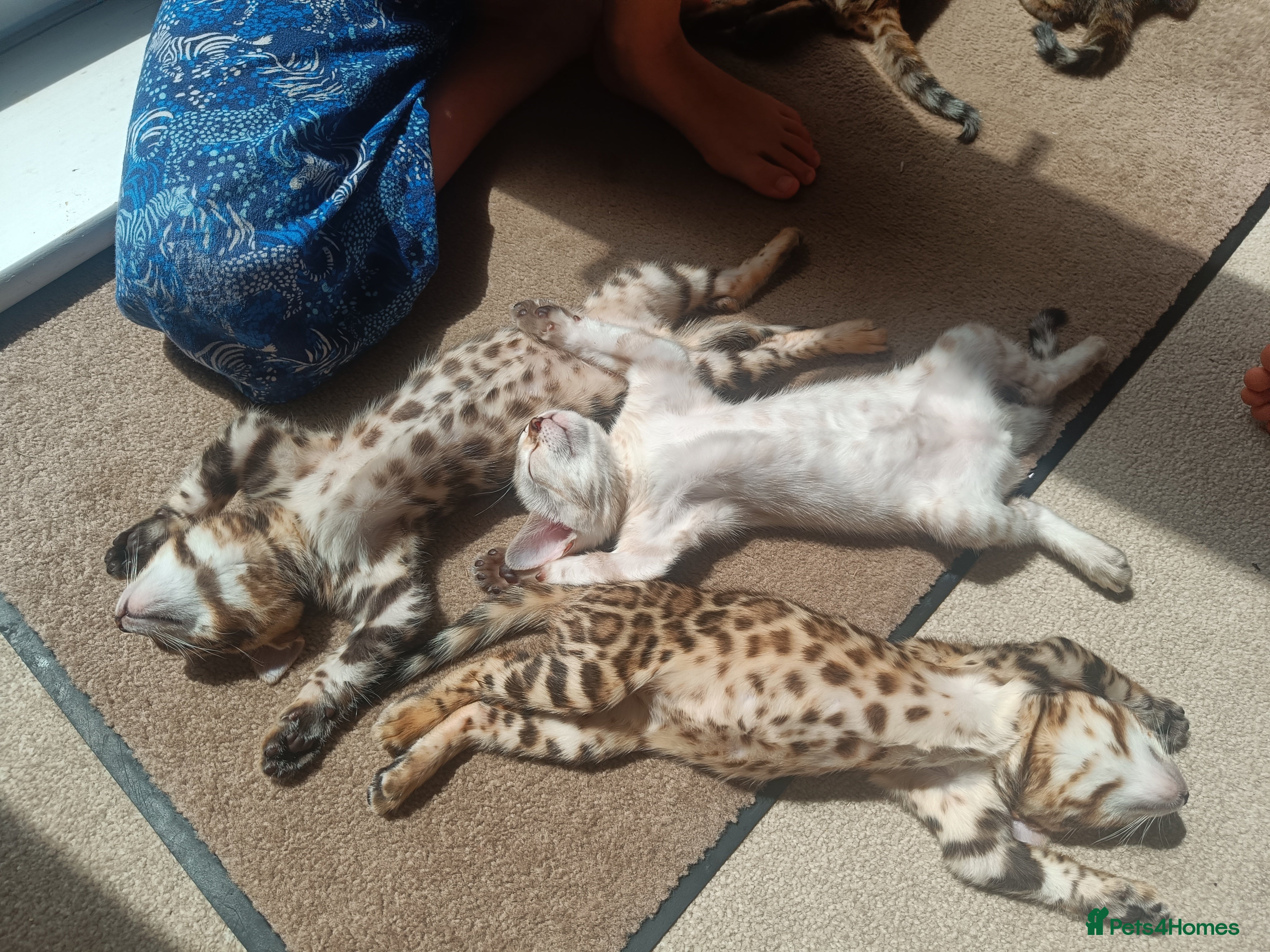 Bengal cats Absolutely beautiful pedigree bengal kittens - Advert 2