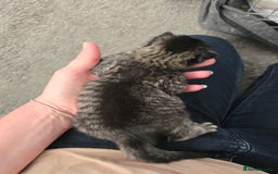 British Shorthair cats for sale: 4 beautiful tabby girl kittens  - Image 6