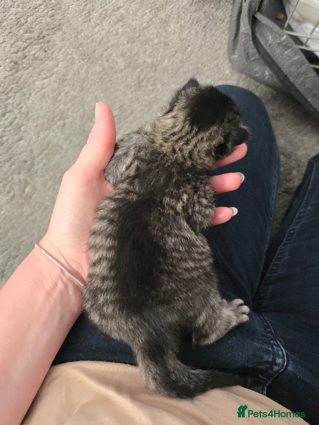 British Shorthair cats for sale: 4 beautiful tabby girl kittens  - Image 6