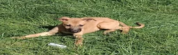Lurcher dogs for sale: Last Outstanding male Lurcher Puppy - Advert 9