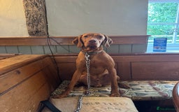 Hungarian Vizsla dogs for sale: Henry - Image 1