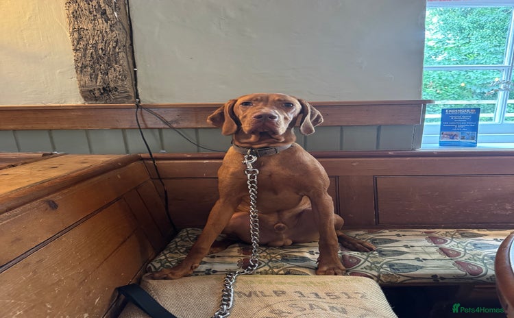 Hungarian Vizsla dogs - Advert 1