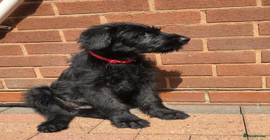 Giant Schnauzer dogs in West Bromwich - Advert 11