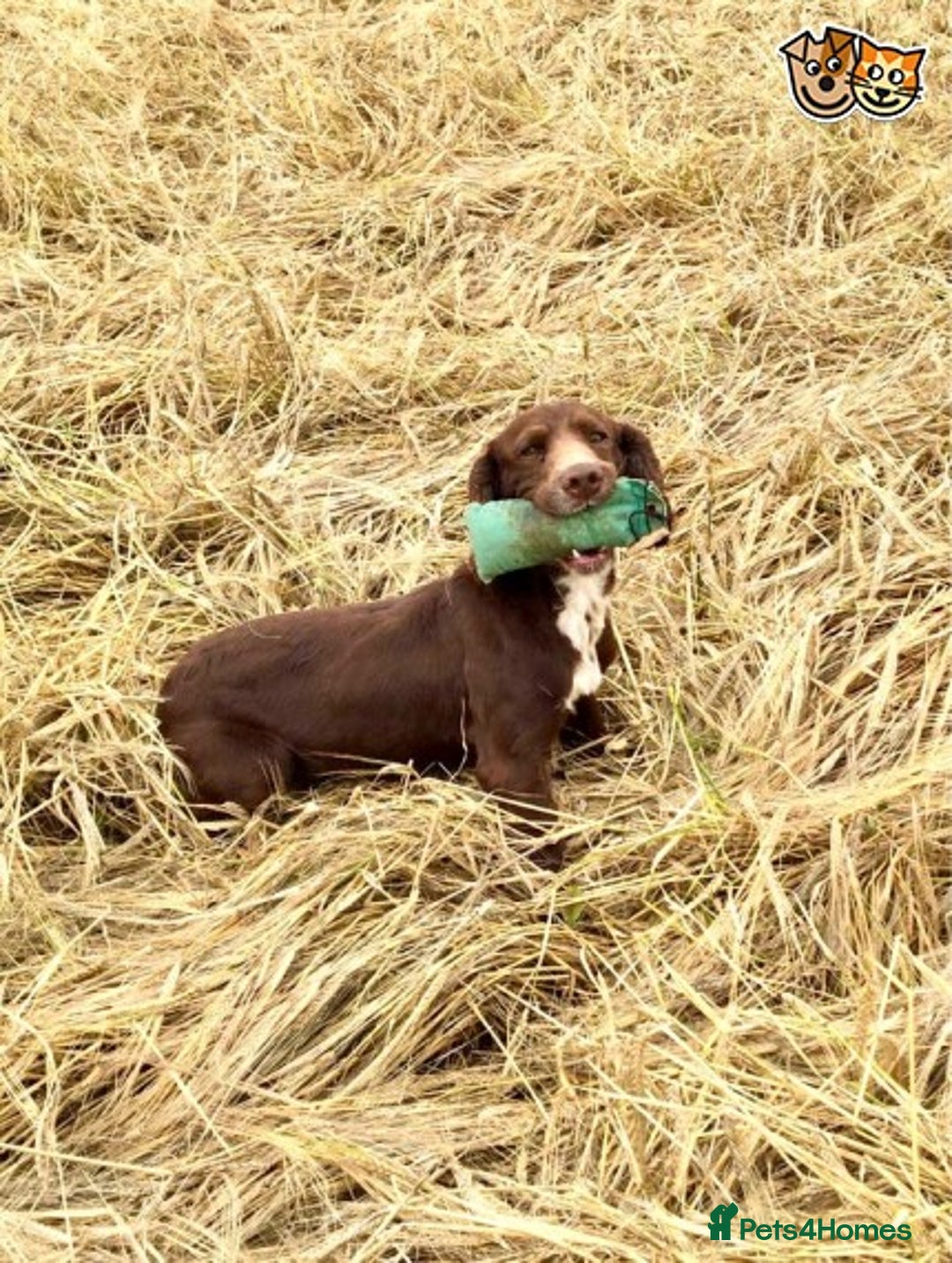 Cocker Spaniel dogs for stud: Stunning cocker spaniel for stud in Gloucester - Image 6