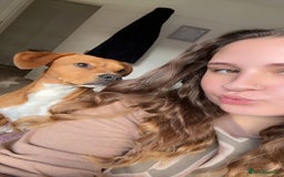 Mixed Breed dogs for sale: Thor ❤️ - Image 12