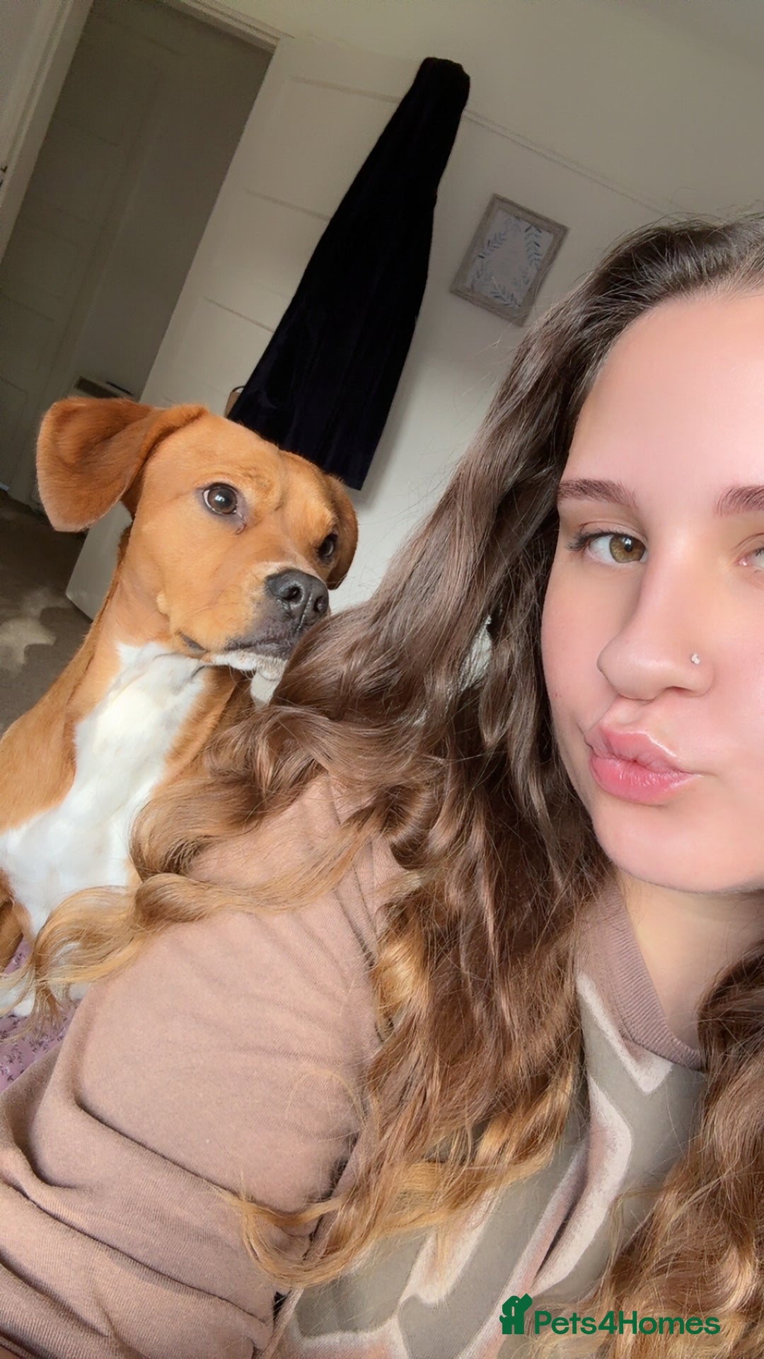 Mixed Breed dogs for sale: Thor ❤️ - Image 12