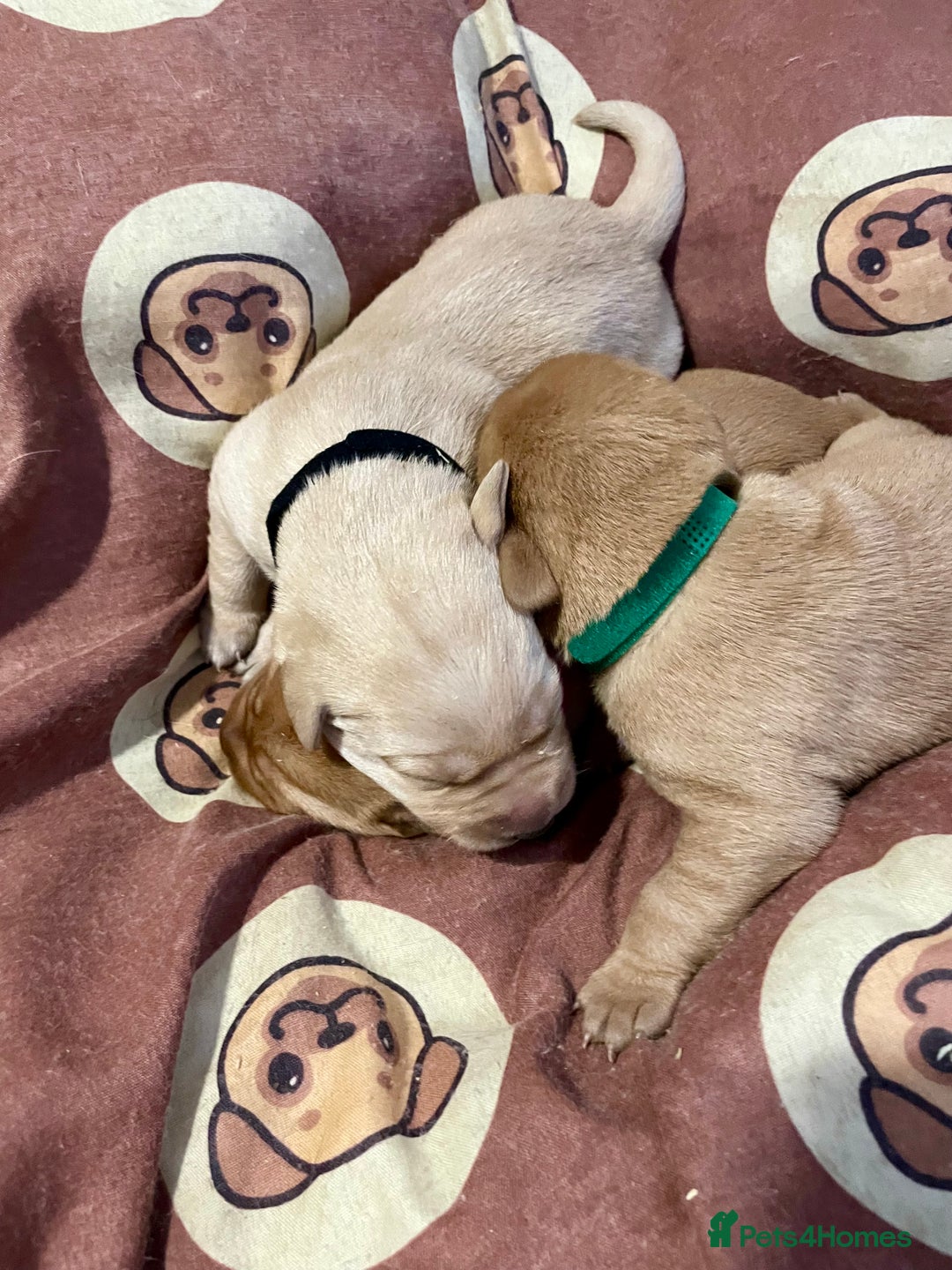 Labrador Retriever dogs for sale: KC Labrador pups ready 5th Jan 26 - Advert 14