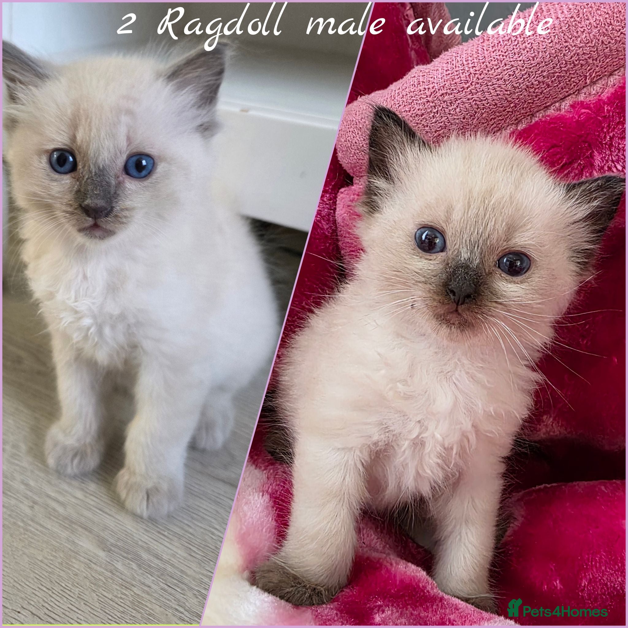 Ragdoll cats Ragdolls kittens.Ready for pickup now😻🙀 - Advert 1