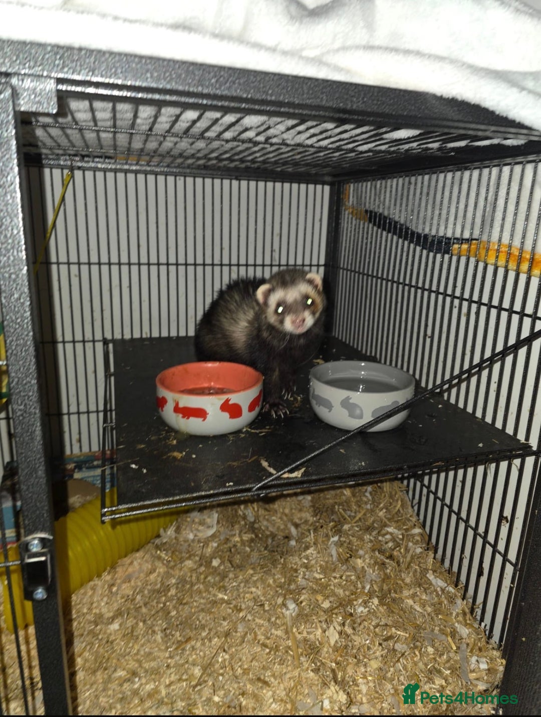 Ferret rodents for sale: Female Ferret - Advert 2