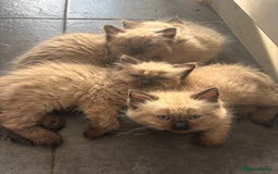 Ragdoll cats for sale: Beautiful fluffy seal point ragdolls *Ready now* - Image 29