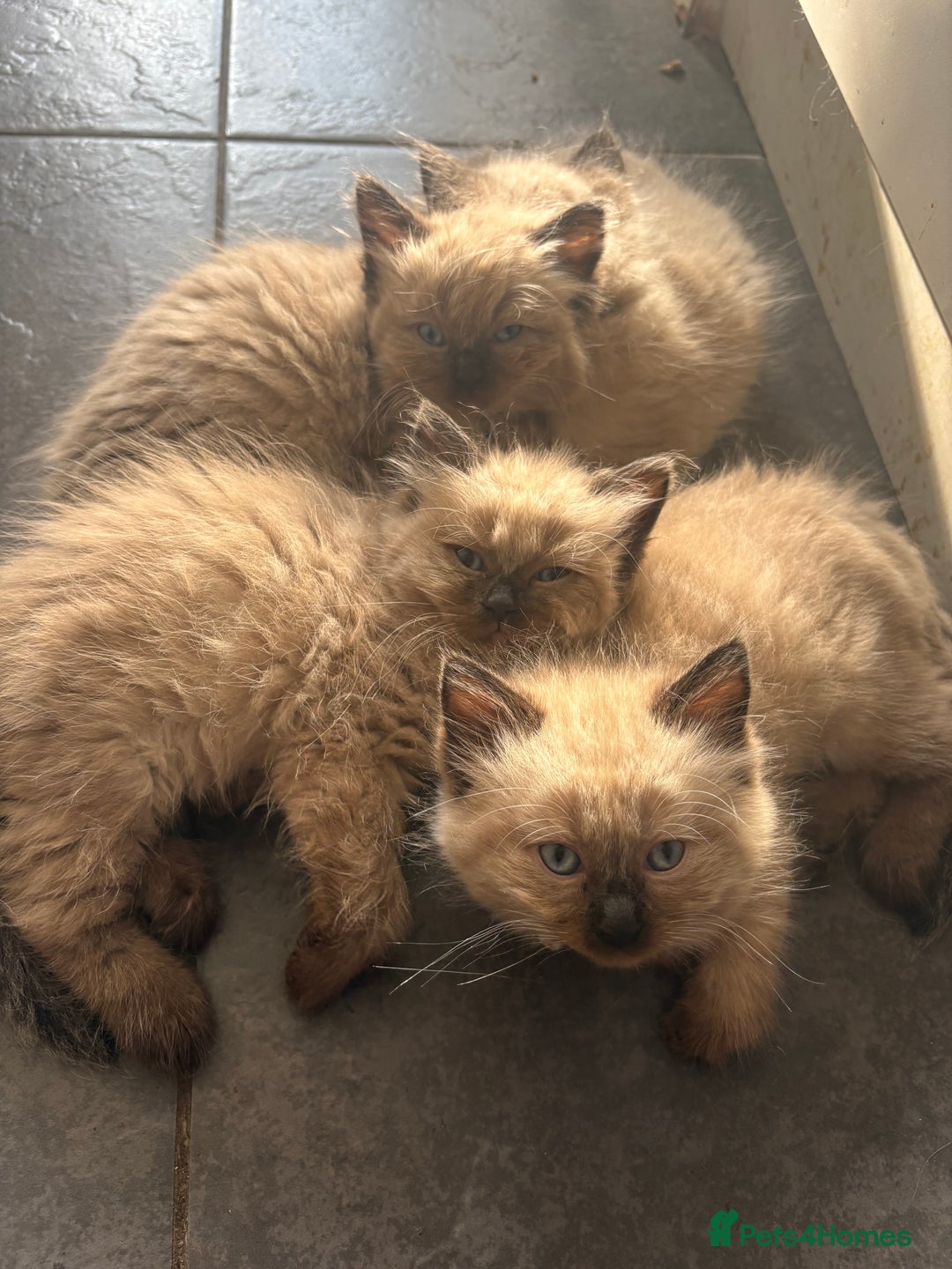 Ragdoll cats for sale: Beautiful fluffy seal point ragdolls *Ready now* - Image 29
