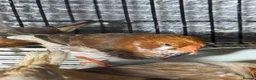 Mixed Breed birds for sale: Zebra Finches  - Advert 8