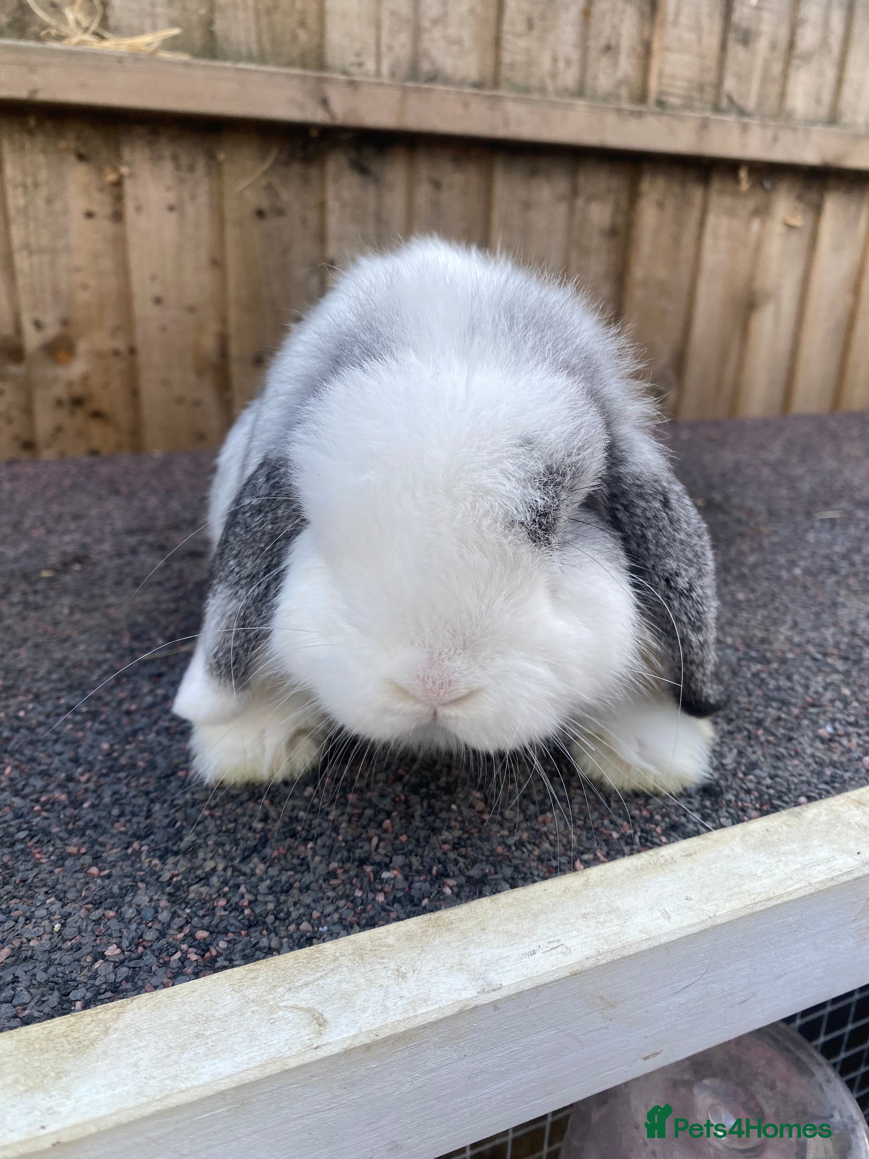 Mini Lop rabbits Mini lops  - Advert 8