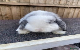 Mini Lop rabbits for sale: Mini lops  - Image 6
