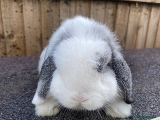 Mini Lop rabbits Mini lops - Advert 1