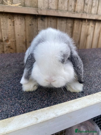 Mini Lop rabbits Mini lops - Advert 1