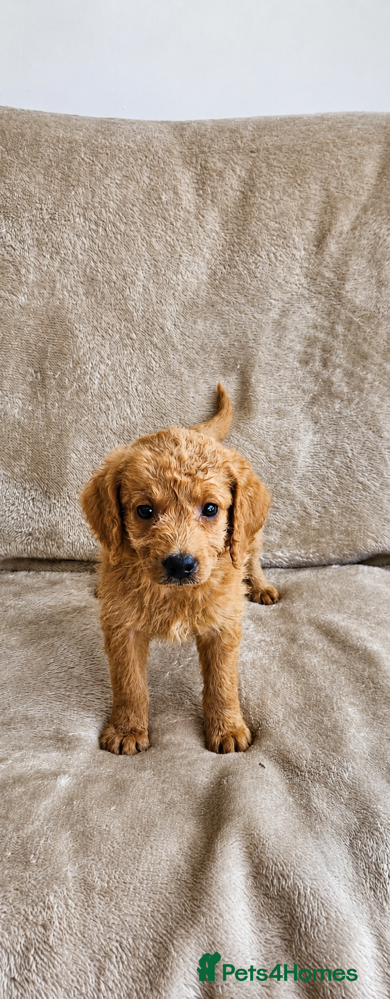 Labradoodle dogs Ready now Gorgeous Labradoodle puppies - Advert 2