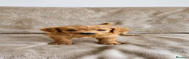 Labradoodle 7