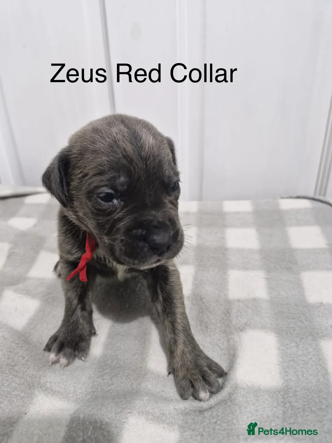 Cane Corso dogs for sale: 10 beautiful Cane Corso puppies - Advert 17