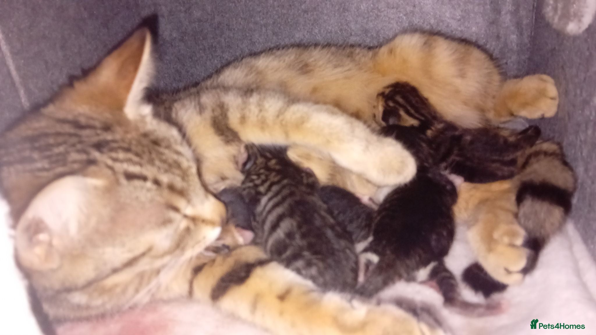 Mixed Breed cats 4 Beautiful kittens - Advert 1