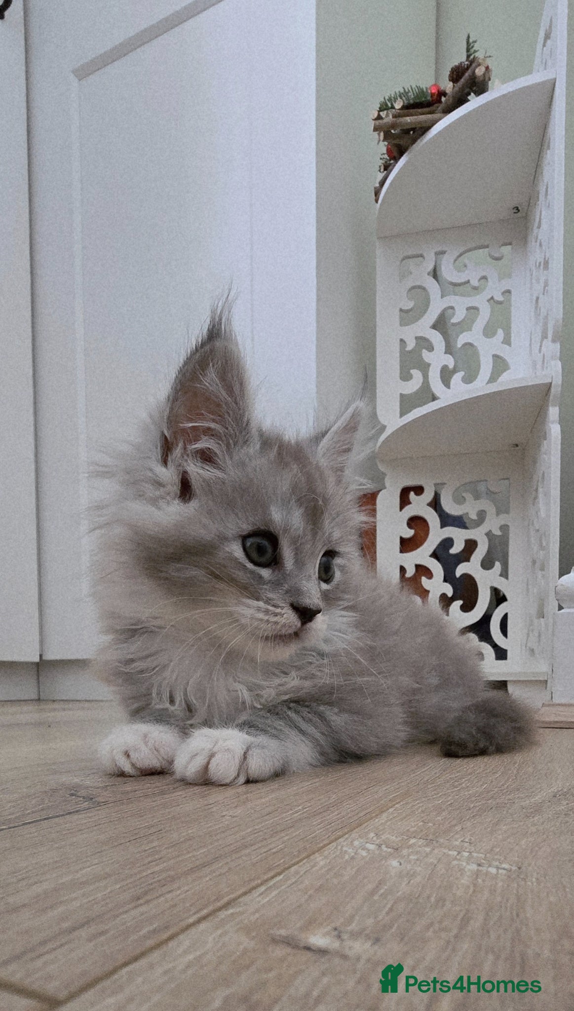 Maine Coon cats 💫💫Beautiful Maine Coon Kittens💫💫 - Advert 1