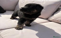 German Shepherd dogs for sale: Stunning German shepherd puppies  - Image 4