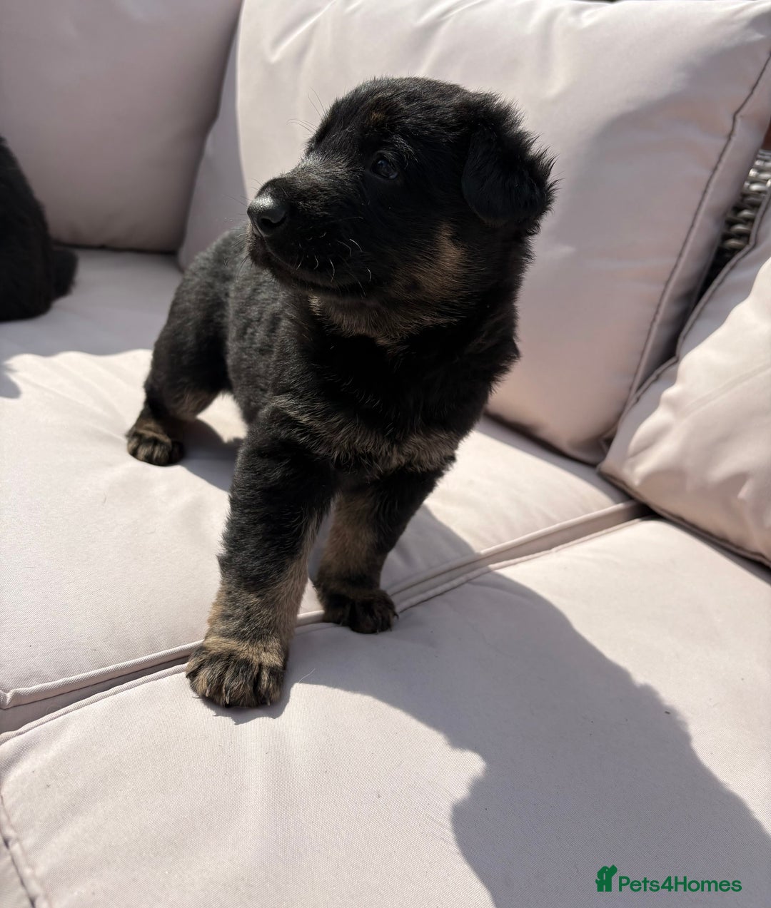 German Shepherd dogs for sale: Stunning German shepherd puppies  - Image 4