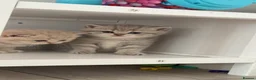 Scottish Fold cats for sale: Scottish fold/straight in Dingwall - Advert 2