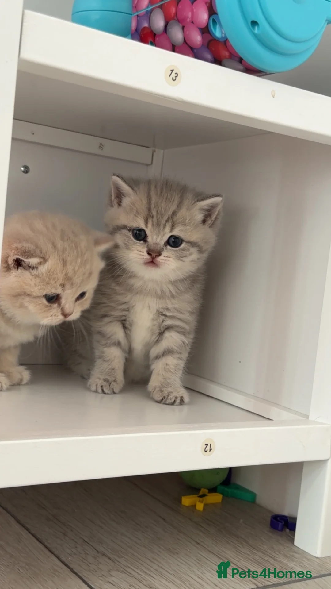 Scottish Fold cats for sale: Scottish fold/straight in Dingwall - Advert 2