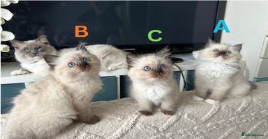 Ragdoll cats - Advert 12