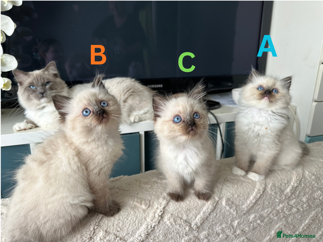 Ragdoll cats for sale: Beautiful Ragdoll kittens - Image 2