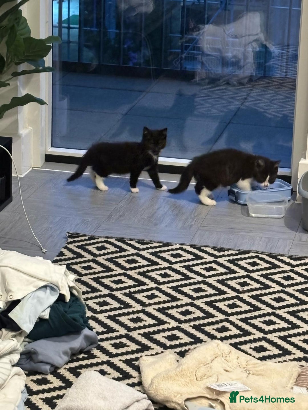 British Shorthair cats for sale: Kittens for loving homes in Welwyn Garden City - Image 12