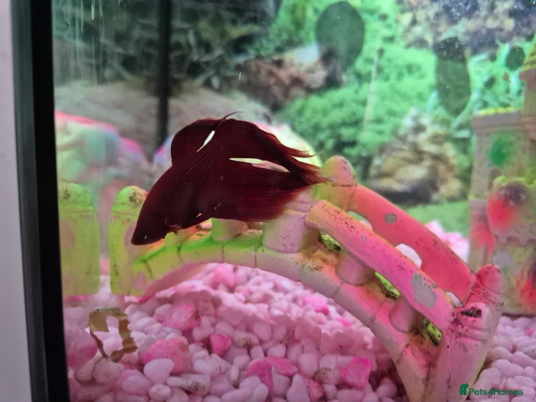Bettas fish for sale: Male betta fish - Advert 2